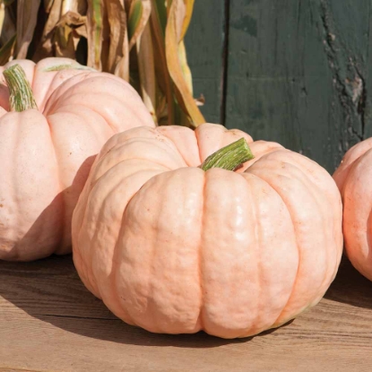 Picture of Winter Squash Tz9890 (Pink Crown Prince)